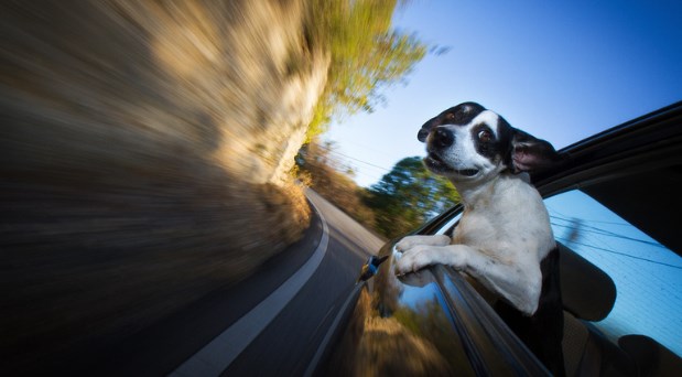 como quitar el olor a perro del vehiculo